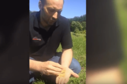 Wildkräuter-Smoothie von Ralf und Marius 4 Ralf und Marius sammeln frische Wildkräuter für einen köstlichen Sanguinum Smoothie